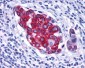 VPAC2 / VIPR2 Antibody (C-Terminus)